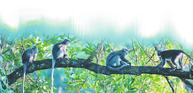 探访蚂蚁森林在滇保护项目——共创生态彩云南