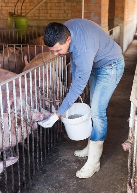 养猪不再是辛苦活！国家政策推动农民养殖事业蓬勃发展