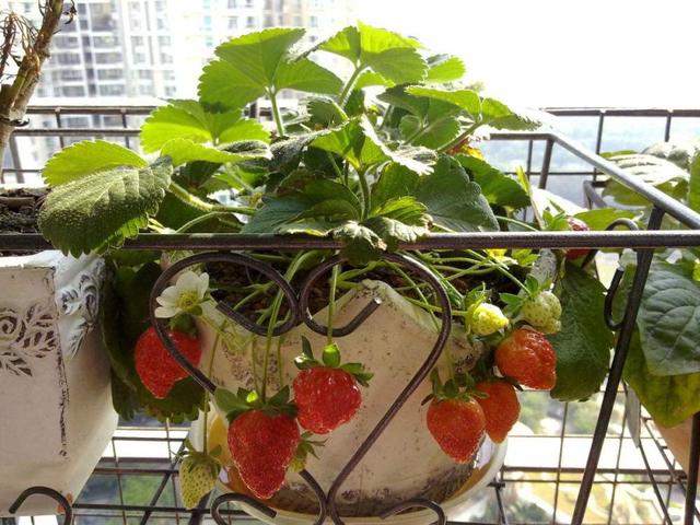 盆栽草莓，做好这3点，很高产，果子红彤彤，全家吃不完