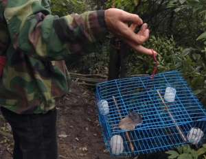 河南獾子养殖(阻止非法野生动物交易，33岁的他已经做了8年)