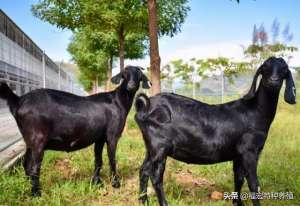 努比亚黑山羊养殖(黑山羊羊羔多少钱一只，养殖200只努比亚黑山羊一年能赚多少钱)