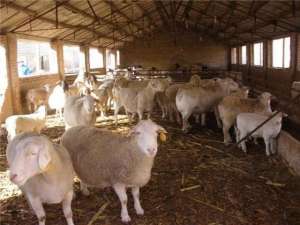 哪里有小尾寒羊养殖场(3个月就能出栏，市场价600元一只，值得农民投资养殖吗？)