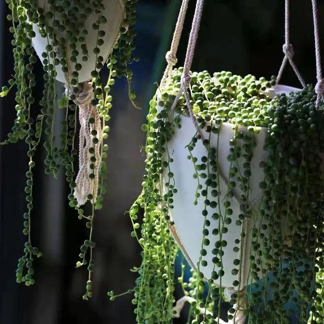 家里养珍珠吊兰，春天做好这几件事，满盆都是“绿珍珠”