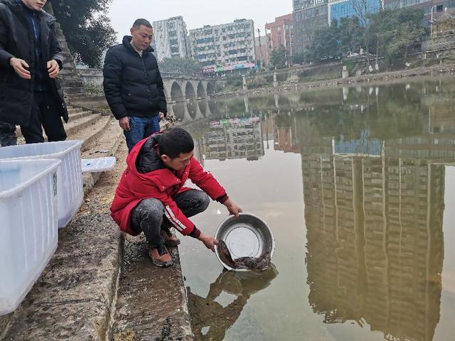 最大希望，娃娃鱼在泸县自然界里自繁自养