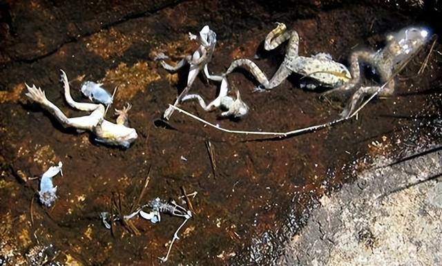 福建村民93万尾蛙苗被鉴定为牛蛙，遭强制消杀，牛蛙为何被禁养？