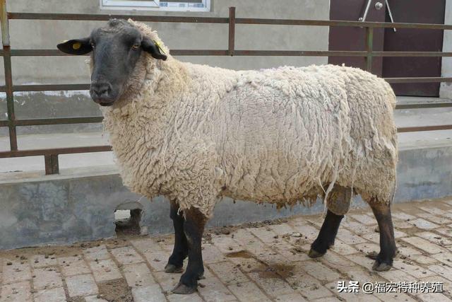 萨福克羊多少钱一只，萨福克羊怎么与湖羊和小尾寒羊杂交改良优点