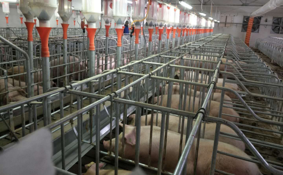 政策拉动   服务推动邳州市恢复生猪生产步伐加快