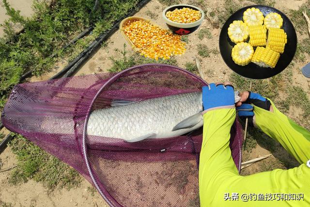 钓大青鱼，螺蛳、玉米和颗粒哪个最好用？钓青鱼饵料的效果对比