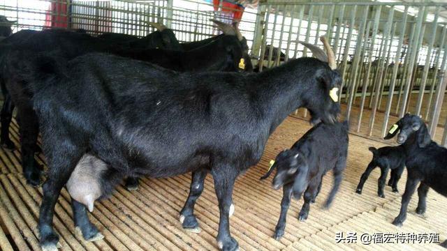 黑山羊羊羔多少钱一只，养殖200只努比亚黑山羊一年能赚多少钱
