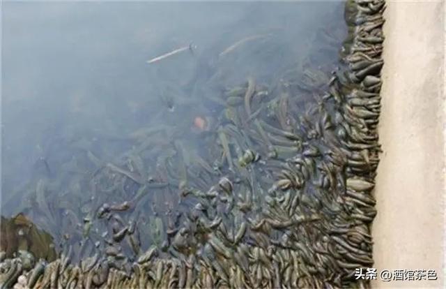 水蛭的生活习性，及其在静水池塘中运用网箱养殖的技术要点