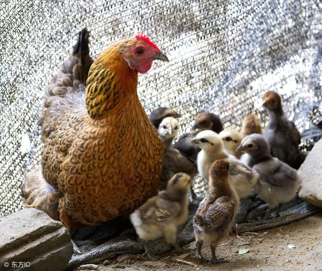 养殖小技能：提高农村家庭土鸡产蛋率的方法