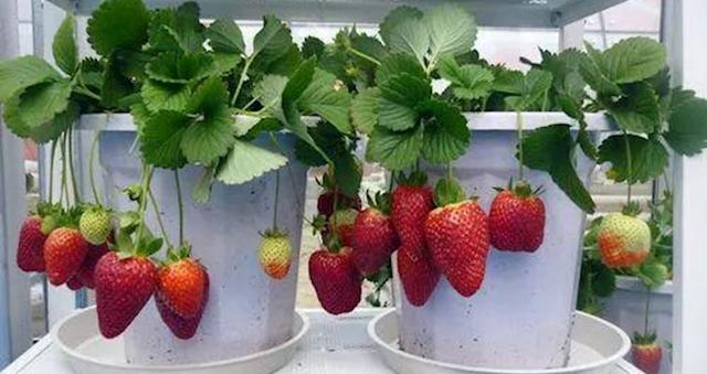 盆栽草莓，做好这3点，很高产，果子红彤彤，全家吃不完