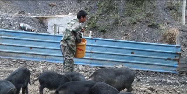 马田镇忠和村：油茶林里养藏香猪，种养结合促致富