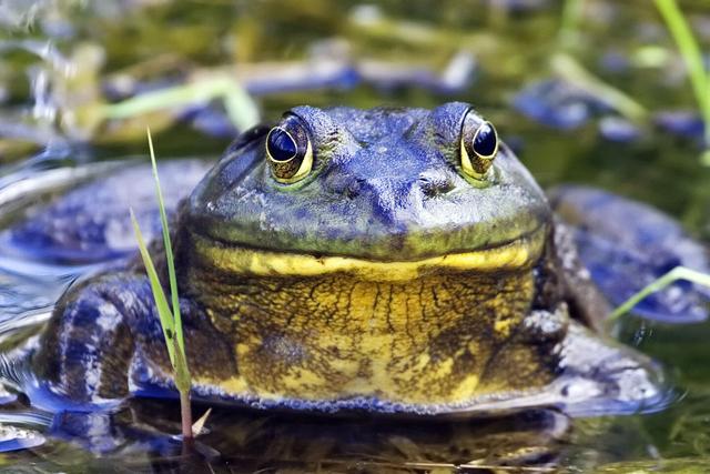 福建村民93万尾蛙苗被鉴定为牛蛙，遭强制消杀，牛蛙为何被禁养？