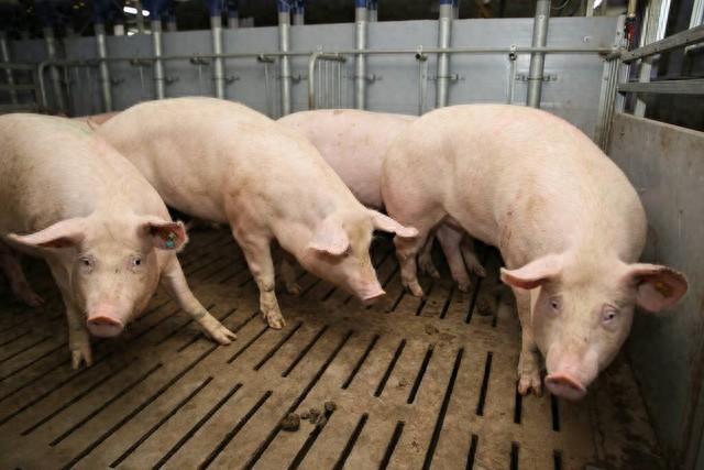 养猪不再是辛苦活！国家政策推动农民养殖事业蓬勃发展