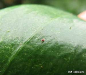草莓菊的养殖方法(这个配方专治柑橘等果树上抗性红蜘蛛，10分钟见效，持效期50天)