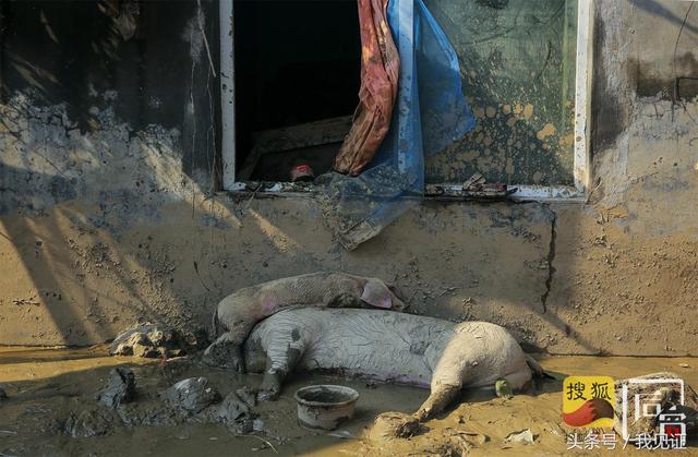 「我见证」寿光受灾区现场：数千头猪被埋，大棚倒塌，灾民基本回家