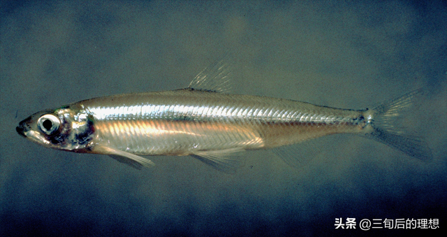 池沼公鱼是东北特有的鱼种，个头只有手指大，适合在水库养殖！