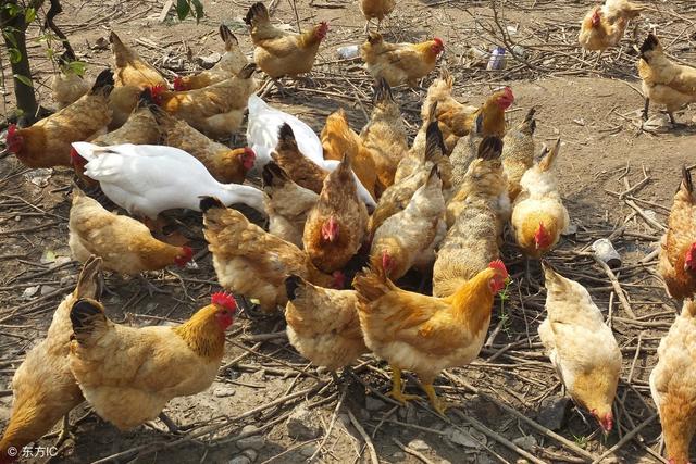 养殖小技能：提高农村家庭土鸡产蛋率的方法