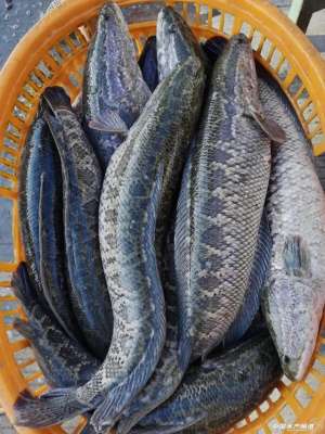 山东黑鱼养殖基地(20个“桶”年养鱼量达180万斤绿色，环保，共享，黑鱼产业进入向商业模式要利润时代