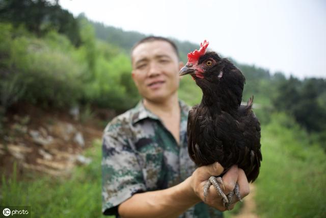 山鸡养殖户请注意：山鸡品种会退化，这该怎么解决？