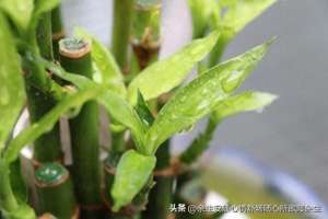 平安竹的养殖(富贵竹，2种“正确方法”，比“药片”管用，比“铁钉”更靠谱)
