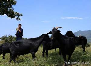 养殖黑羊(农民创业养殖黑山羊，要做好这些实际的工作，减少养羊的风险)