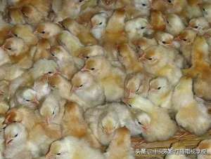 中国肉鸡养殖网(【养殖】肉鸡养殖经验七要点总结，肉鸭、肉鹅、蛋鸡，科学饲养多禽种适用)