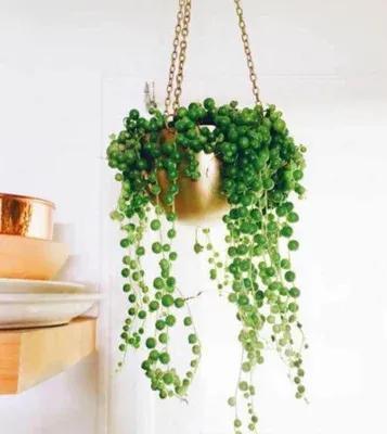 翡翠珠，家庭悬吊栽培的理想花卉