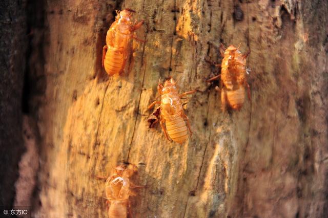 金蝉对寄生树木有什么要求？用什么树养殖金蝉效益最好？