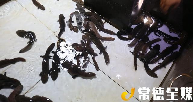 澧县农民养殖娃娃鱼20多年几近破产 如今年入20万