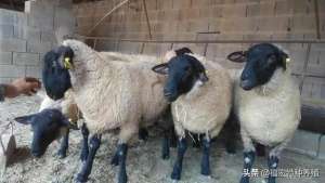 小尾寒羊养殖价格(萨福克羊多少钱一只，萨福克羊怎么与湖羊和小尾寒羊杂交改良优点)