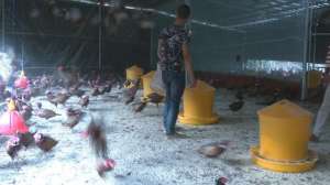 云南野鸡养殖基地(投资100多万，存栏4万羽，带领年轻人养七彩山鸡)