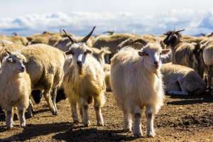 长毛羊养殖(育肥羊的饲养方法，肉羊的饲料的最佳配方，育肥羊的饲养注意事项)