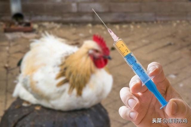 禽结核病怎么有效防控？学会这4招，养鸡人不再怕了