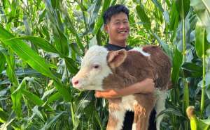 黑山羊养殖配种视频(东北“龙兽医”：给牛看病涨粉百万，用视频记录真实农村)