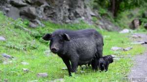 甘肃藏香猪养殖基地(吃过肉，未必见猪走路走下高原的藏香猪，让我一年收入800万)