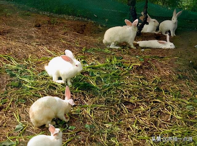 细绒兔能生+长的快，适宜农村创业，饲料科学配方、加强防疫
