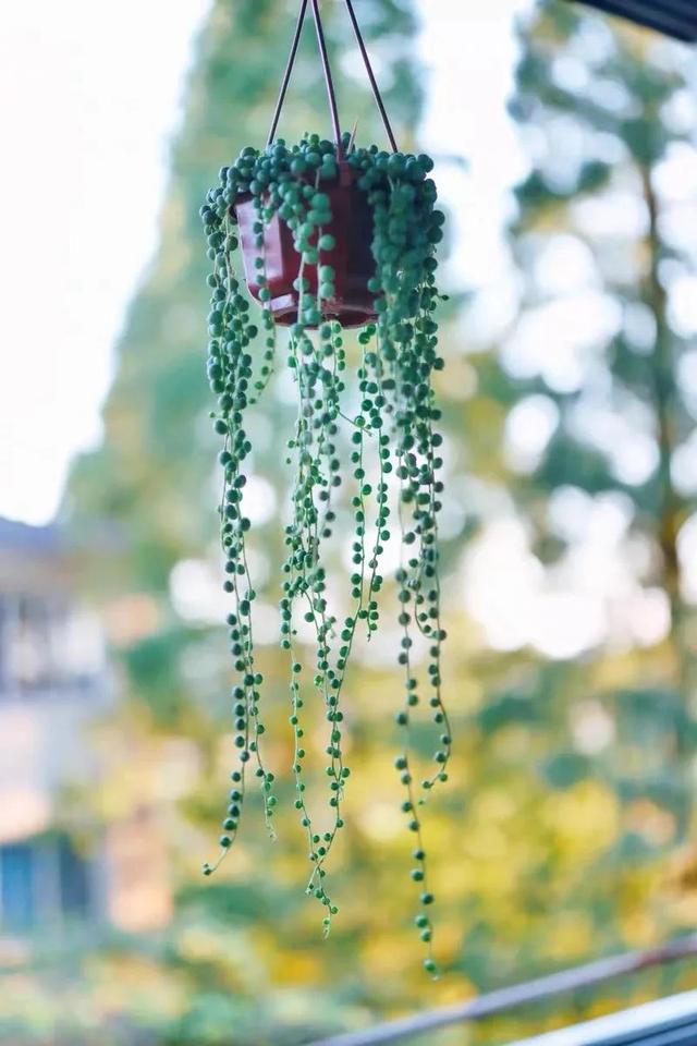家里养珍珠吊兰，春天做好这几件事，满盆都是“绿珍珠”
