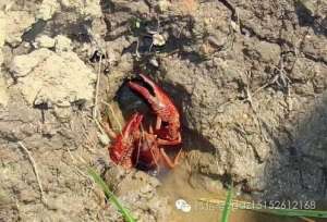 淤泥对螃蟹养殖有影响(河蟹养殖户清塘是为明年更好的养殖，不能乱用清塘药)
