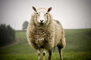 如何养殖绵羊(绵羊的饲养方法和技巧，绵羊怎么喂才长得快不生病？)