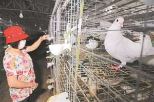 湖南肉鸽养殖场(北海合浦：星岛湖飞出致富鸽，销售已辐射8个省市)