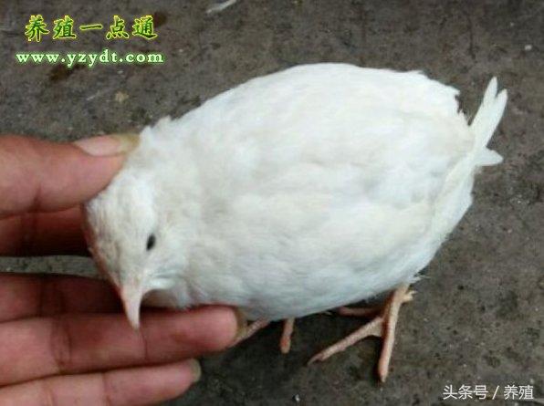 白羽鹌鹑育雏期攻略，特禽鹌鹑养殖适合创业