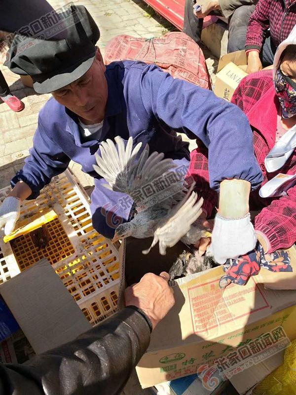 “小老板”王江带着贫困户养殖长尾鸡