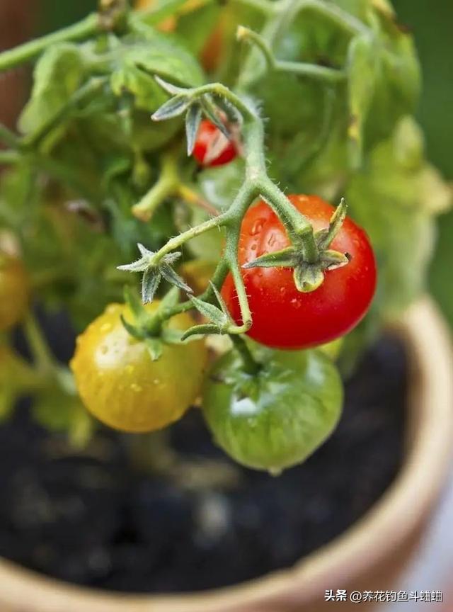 室内种植“小番茄”，“几个步骤”一年四季结果，棵棵硕果累累