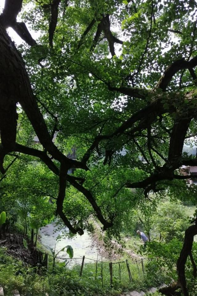 重庆江津区：重庆稀有的最古最大的银杏树，被称为千年“银杏王”