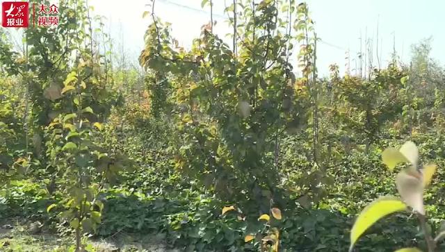 视频｜梨树结出致富“金疙瘩”！这里晚秋黄梨挂4斤大果子不稀罕