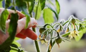小番茄的种植图片大全(番茄大量空穗？别怪品种，7个原因要重视做好5点丰产又丰收)