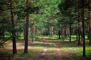 杉树种植方法(杉木优良种植造林技术，提高造林成效和扩大木材产量，值得一看)