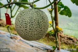 哈密瓜大棚种植技术(大棚哈密瓜的种植技术都有哪些？)